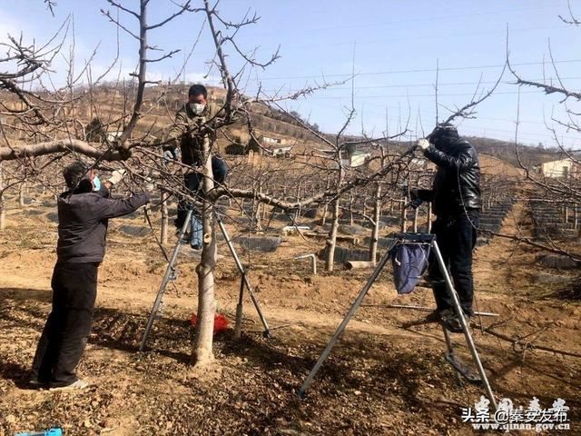 【春耕春播正当时】秦安：林果技术小分队 不误农时抓生产