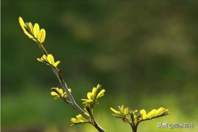 二十四节气——雨水，在园林绿化管理上意味着什么？
