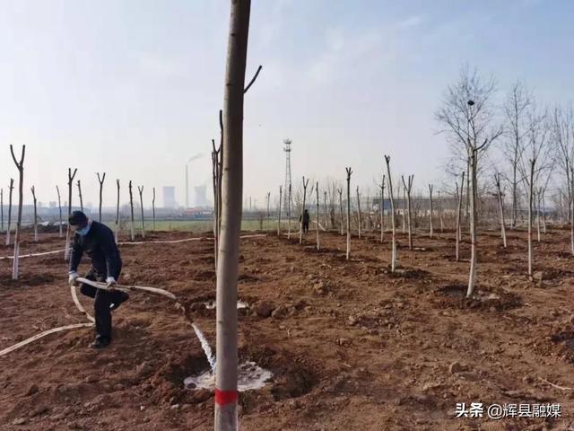 战胜疫情作风硬 国土绿化谋在前——常村镇春季绿化工作扎实有序推进