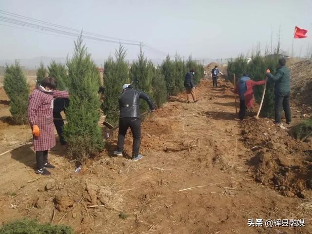 战胜疫情作风硬 国土绿化谋在前——常村镇春季绿化工作扎实有序推进