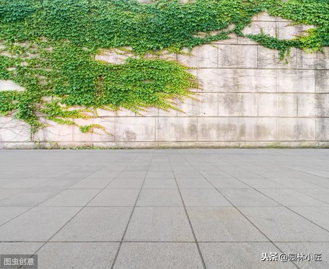 建筑墙体垂直绿化，植物选择