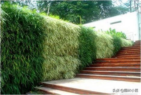 建筑墙体垂直绿化，植物选择