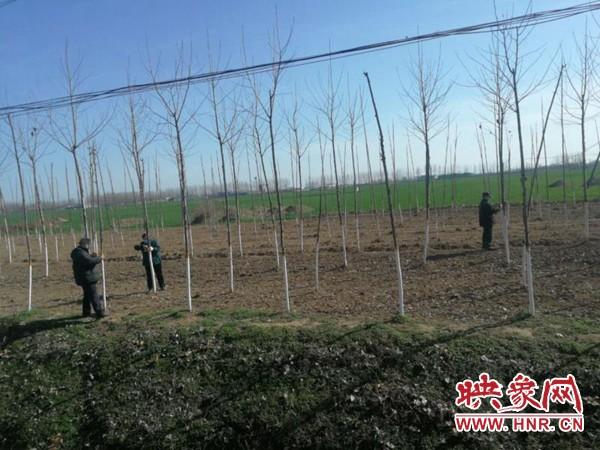 西平县蔡寨乡：疫情防控不松手 国土绿化不停歇