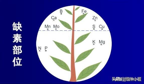 春季肥水养护要领 | | 施肥