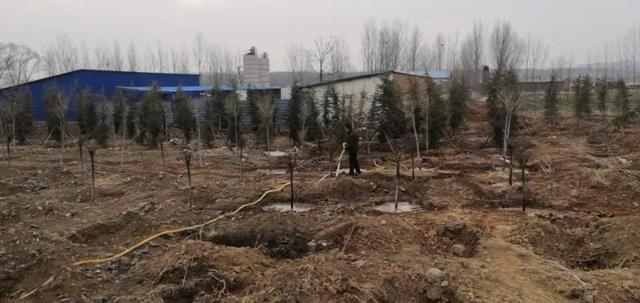 莲庄镇：防疫造林两不误 国土绿化正当时