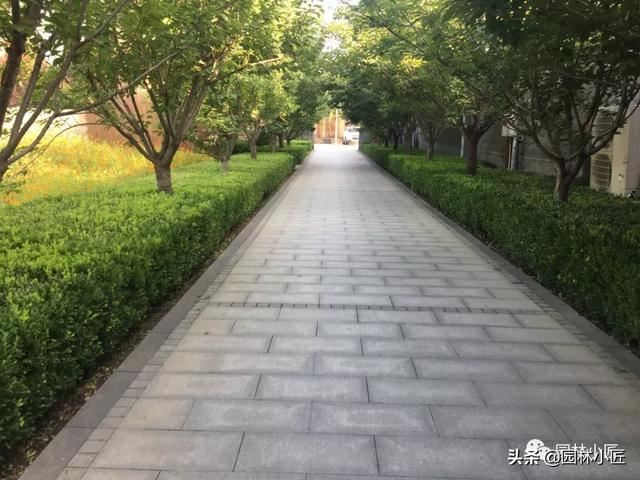 园林中整形修剪的基本技术