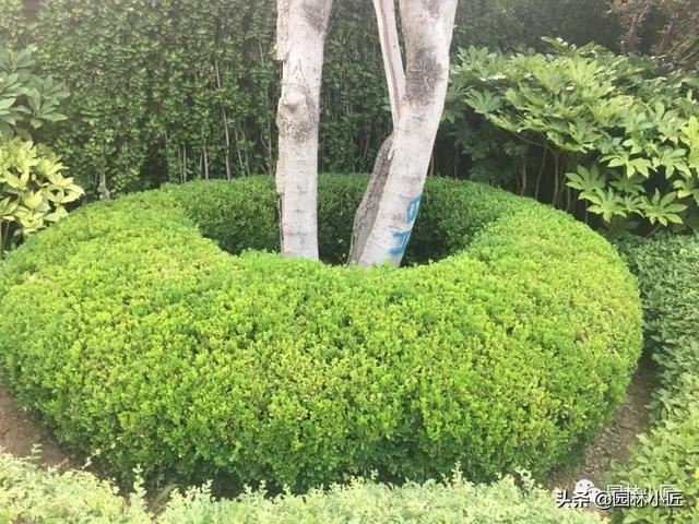 园林中整形修剪的基本技术