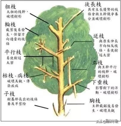 园林中整形修剪的基本技术