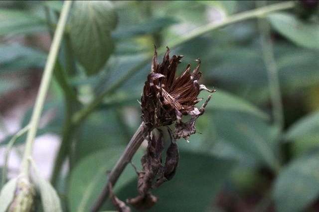 植物图鉴：华漏芦