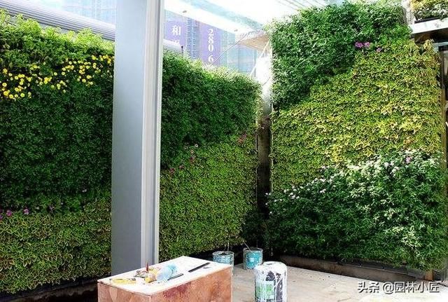 建筑墙体垂直绿化，植物选择