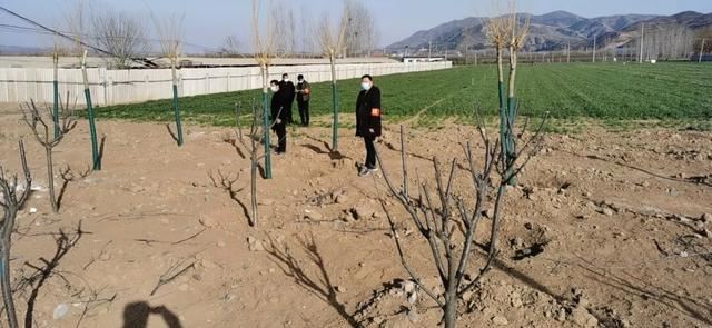 莲庄镇：防疫造林两不误 国土绿化正当时