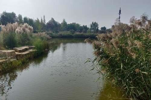 河南全省80%廊道实现绿化！河南林业交出生态答卷