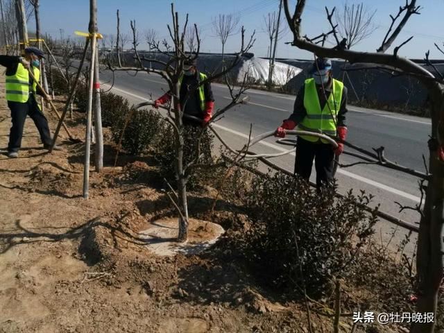 鄄城县农村公路春季绿化工作全面启动