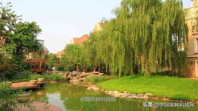 干货来啦！春季园林绿化养护要点（建议收藏）