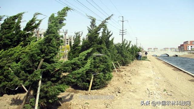 干货来啦！春季园林绿化养护要点（建议收藏）