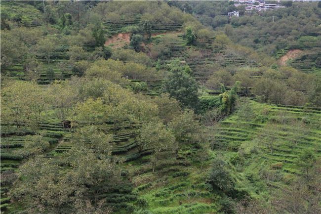 云南省林草局向贫困堡垒发起最后总攻