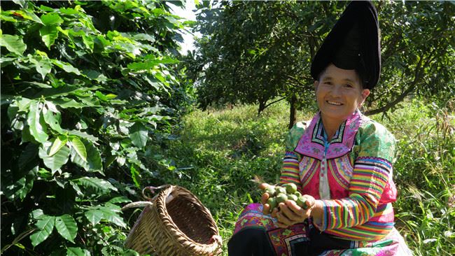 云南省林草局向贫困堡垒发起最后总攻