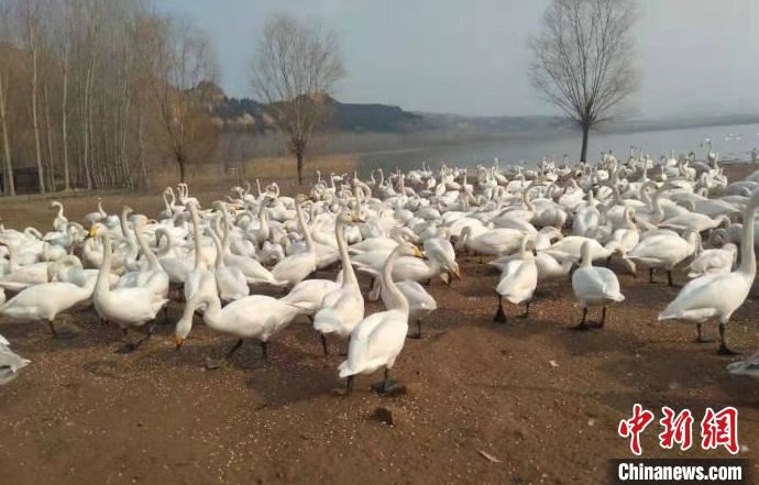 山西严守“鸟道” 护航候鸟安全迁飞 山西严守“鸟道” 护航候鸟安全迁飞