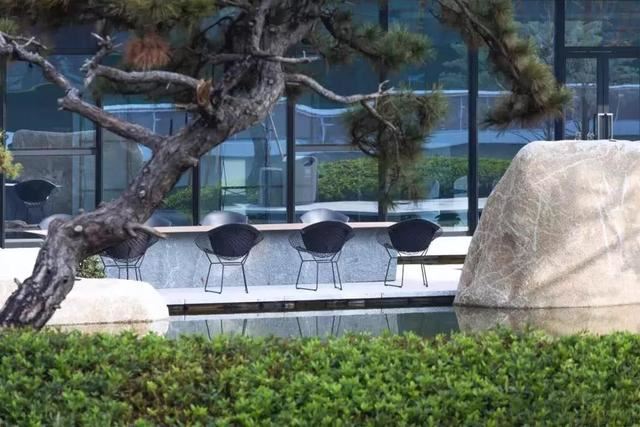 庭院因一棵松而美