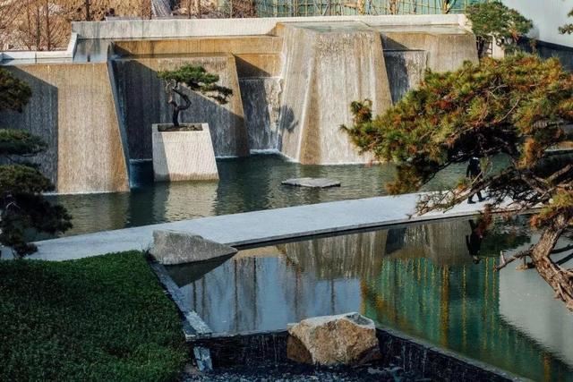 庭院因一棵松而美