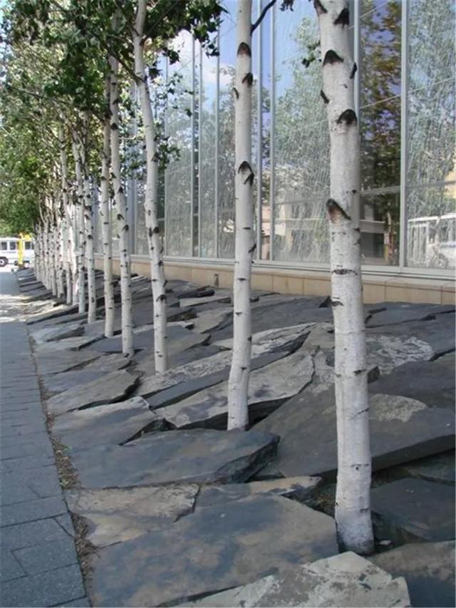 种树还能玩出这么多花样 种树还能玩出这么多花样