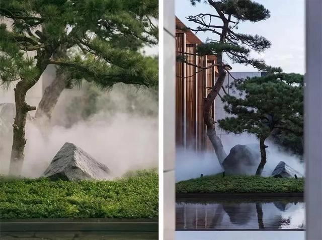 庭院因一棵松而美