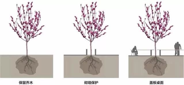 种树还能玩出这么多花样 种树还能玩出这么多花样