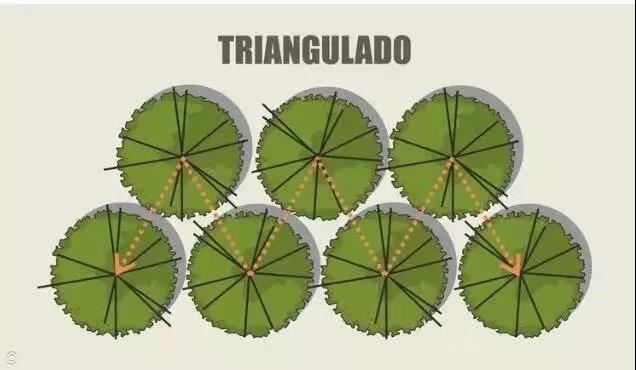 空间规划跟树木布局