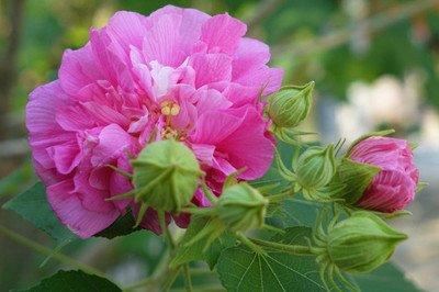 芙蓉花，花初开时为纯白色，后变为深红色，为稀有的名贵品种