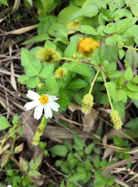 野外植物名字听着吓人，其实超有趣，大部分人童年都玩过它