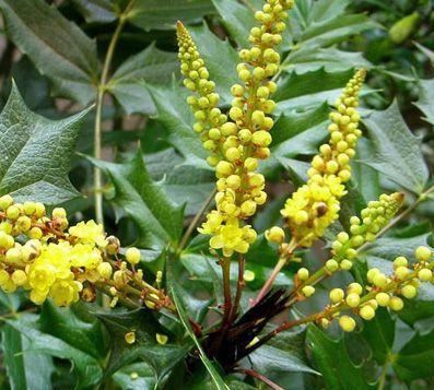 十大功劳可做盆栽,园林种植,花黄色 十大功劳可做盆栽,园林种植,花黄色