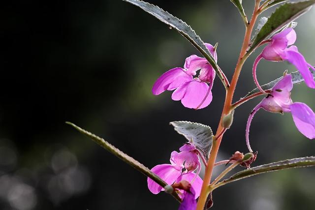 鳳仙花別名指甲花,在各地庭園廣泛栽培,白色,粉紅色或紫色