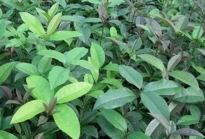 桂花的栽培技术有哪些？如何修整才能让其长得茂盛？