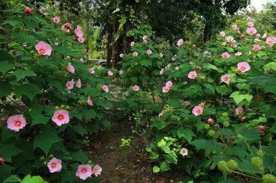 芙蓉花，花初开时为纯白色，后变为深红色，为稀有的名贵品种