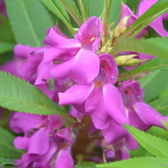 凤仙花别名指甲花，在各地庭园广泛栽培，白色、粉红色或紫色