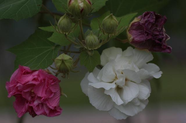 芙蓉花，花初开时为纯白色，后变为深红色，为稀有的名贵品种