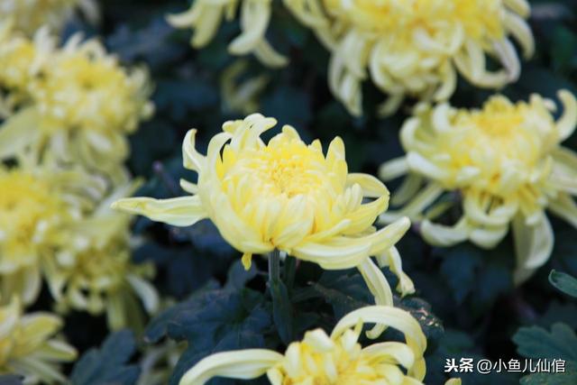 手把手教你种菊花！抓紧四大关键环节，产量大、效益高