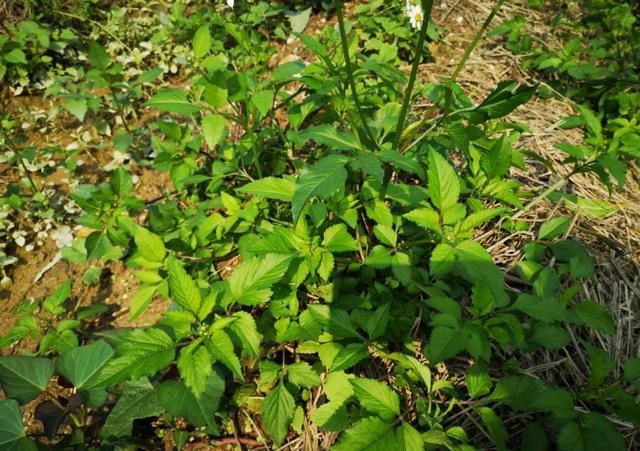 野外植物名字听着吓人，其实超有趣，大部分人童年都玩过它