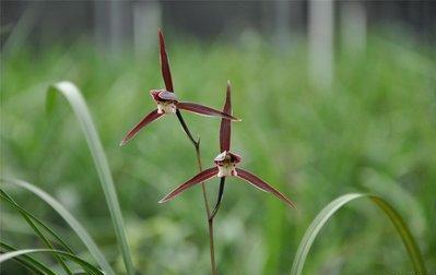 寒兰生于林下、溪谷旁，株型修长健美，叶姿优雅俊秀