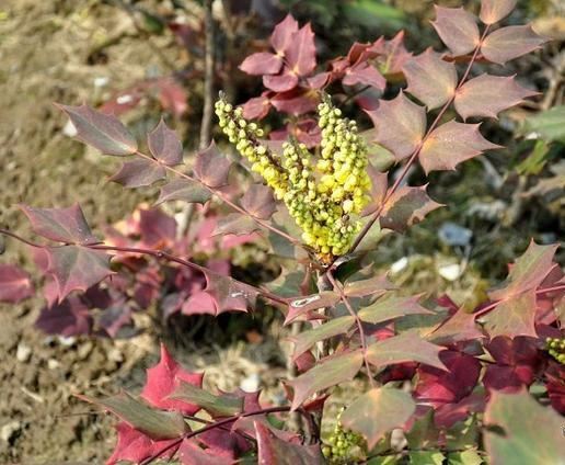 十大功劳可做盆栽,园林种植,花黄色 十大功劳可做盆栽,园林种植,花黄色