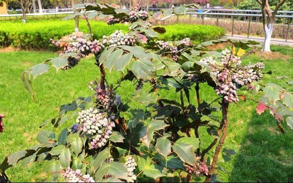 十大功劳可做盆栽,园林种植,花黄色 十大功劳可做盆栽,园林种植,花黄色