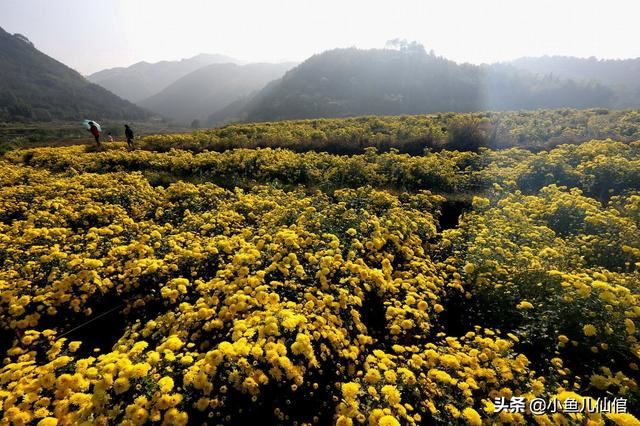 手把手教你种菊花！抓紧四大关键环节，产量大、效益高