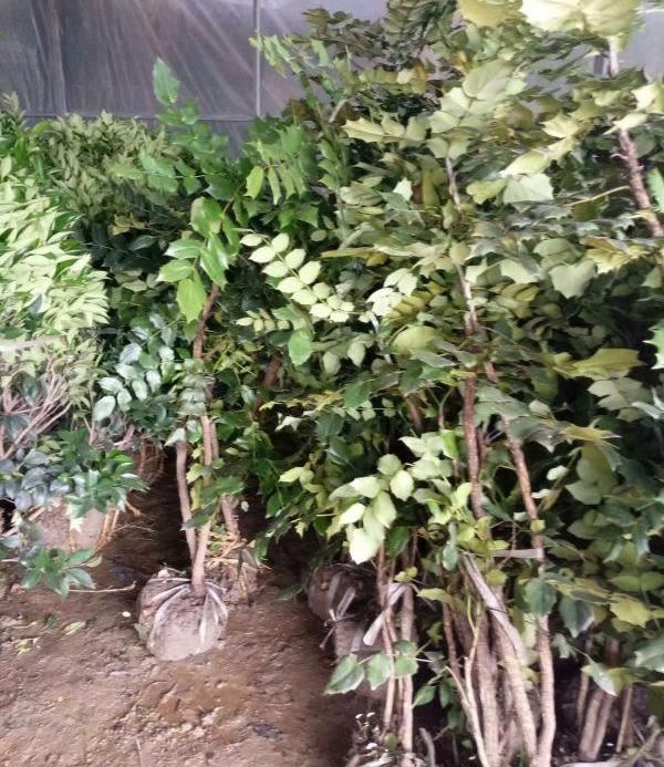 十大功劳可做盆栽,园林种植,花黄色 十大功劳可做盆栽,园林种植,花黄色