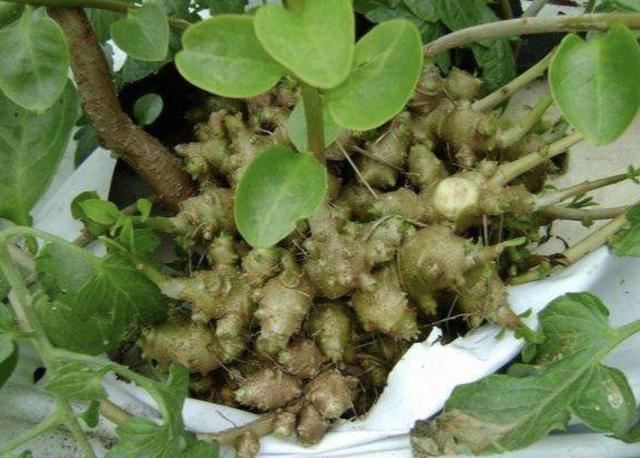 1种特别的植物，生长在瓦房上，人称“藤三七”，枝条窜到5米长