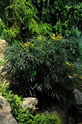 十大功劳可做盆栽,园林种植,花黄色 十大功劳可做盆栽,园林种植,花黄色