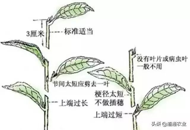 苗木扦插成活的技术“关键点”，成活率很高，硬技术在手不求人