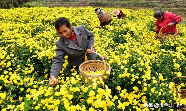手把手教你种菊花！抓紧四大关键环节，产量大、效益高