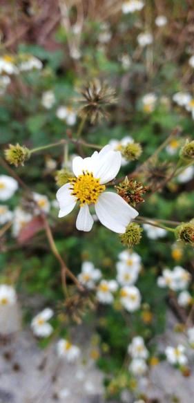 野外植物名字听着吓人，其实超有趣，大部分人童年都玩过它