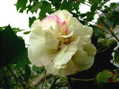 芙蓉花，花初开时为纯白色，后变为深红色，为稀有的名贵品种