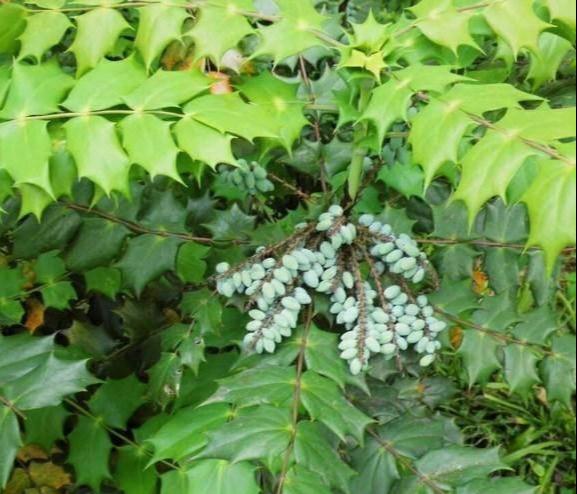 十大功劳可做盆栽,园林种植,花黄色 十大功劳可做盆栽,园林种植,花黄色